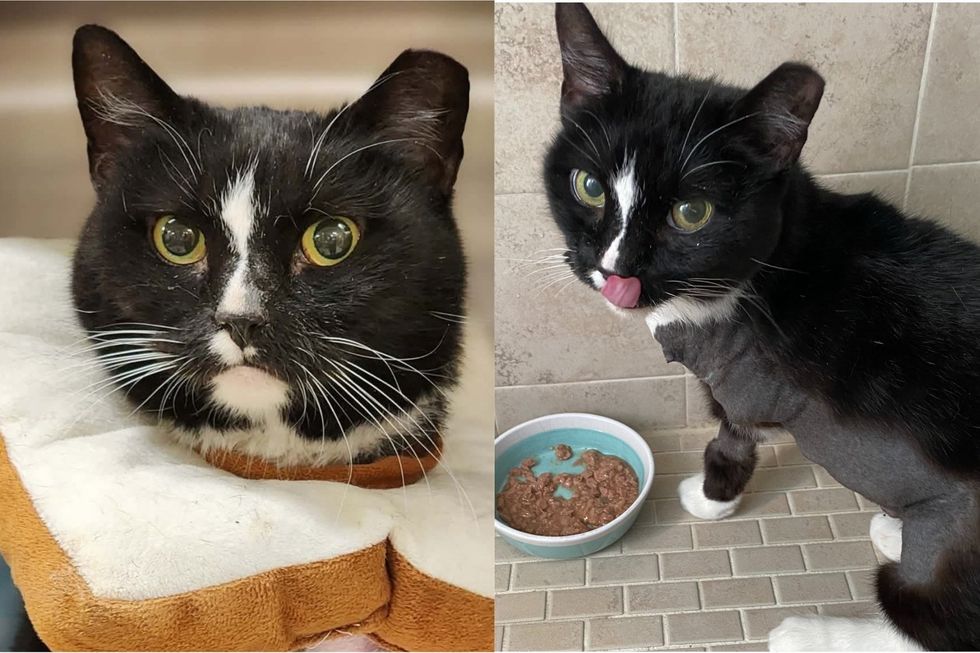 Rescue Cat Came with Every Obstacle Stacked Against Her and Refused to Let Any Dim Her Joy