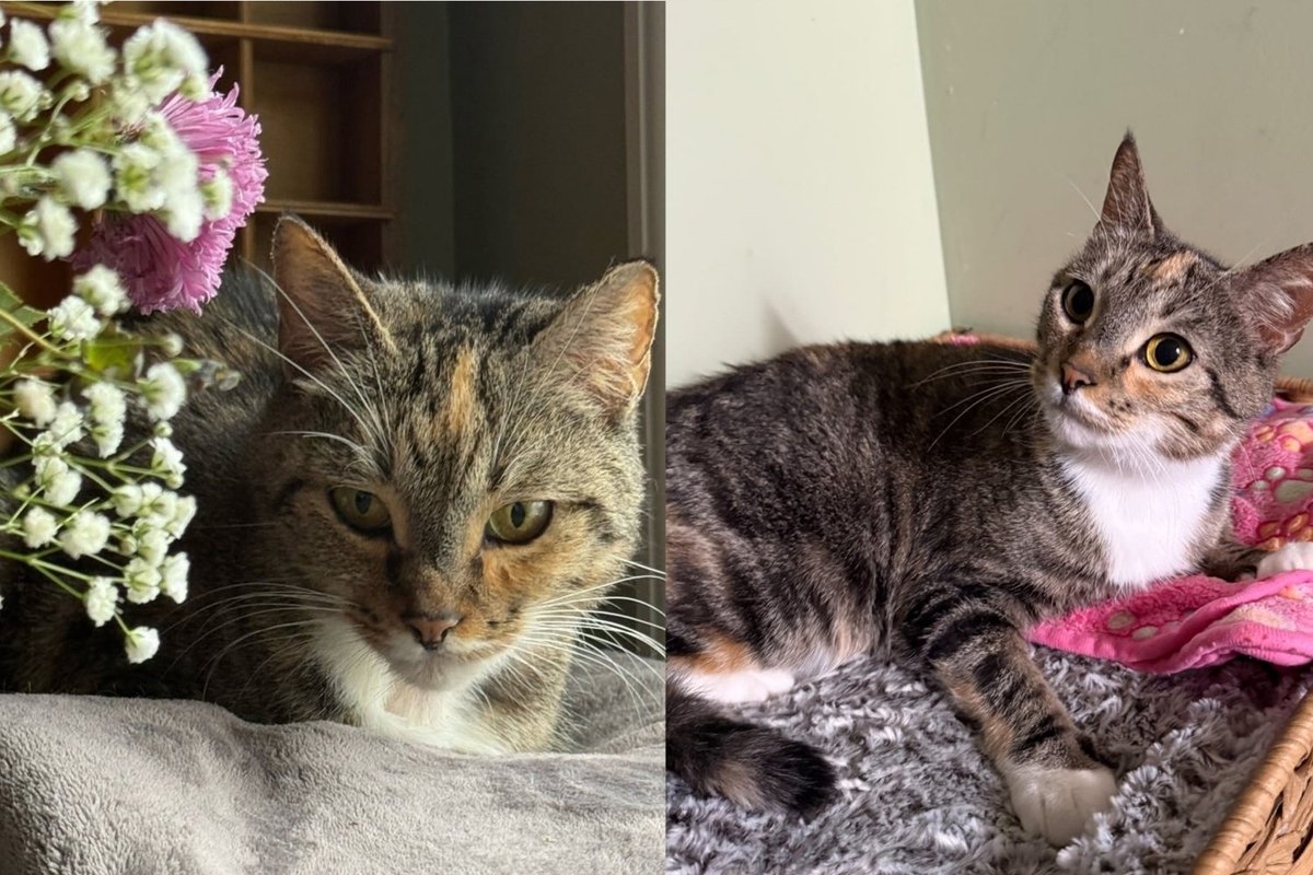 Small Cat Found Abandoned in a Box on a Frigid Day Refuses to Give Up on Finding Her Person
