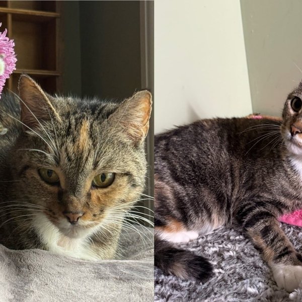 Small Cat Found Abandoned in a Box on a Frigid Day Refuses to Give Up on Finding Her Person