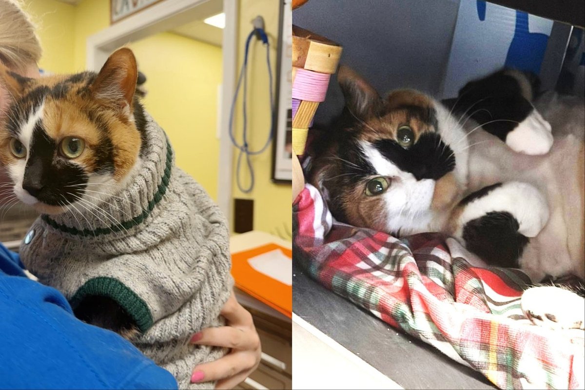 Senior Cat Spent Six Years Forgotten in a Basement and Refused to Let It Define Who She Was Meant to Be