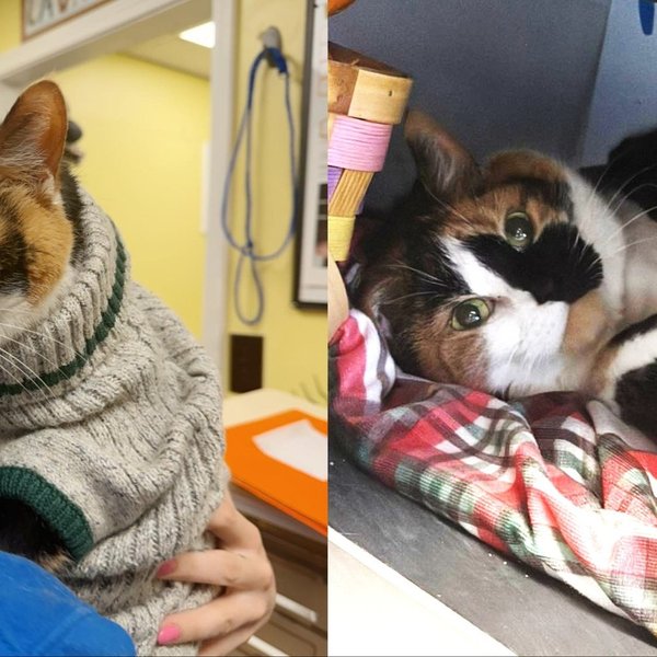 Senior Cat Spent Six Years Forgotten in a Basement and Refused to Let It Define Who She Was Meant to Be