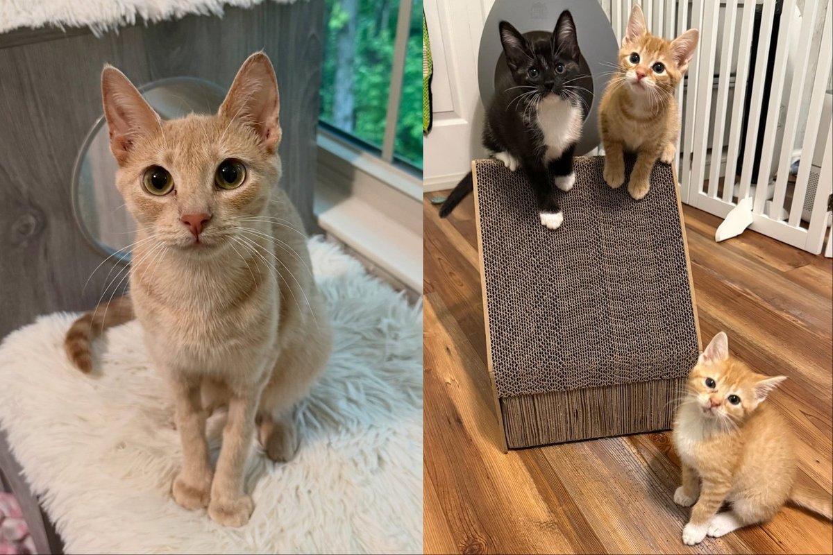Mama Cat Refused to Give Up Until Every One of Her Kittens Was Safe Now She's Ready to Find Her Person
