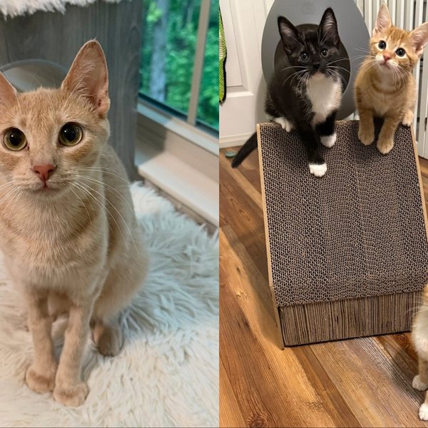 Mama Cat Refused to Give Up Until Every One of Her Kittens Was Safe Now She's Ready to Find Her Person