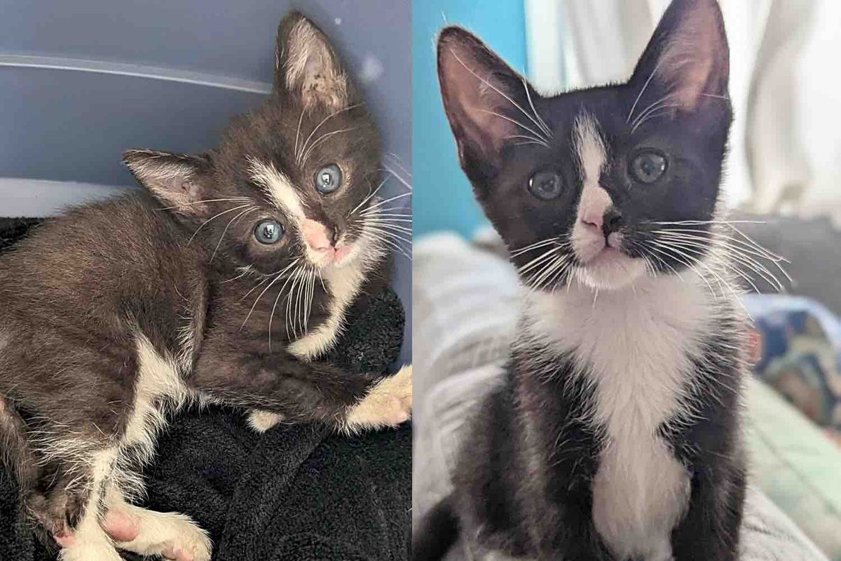 Bus Driver Notices Tiny Cat Stuck in Electric Gate and Helps Give Her a Fresh Start