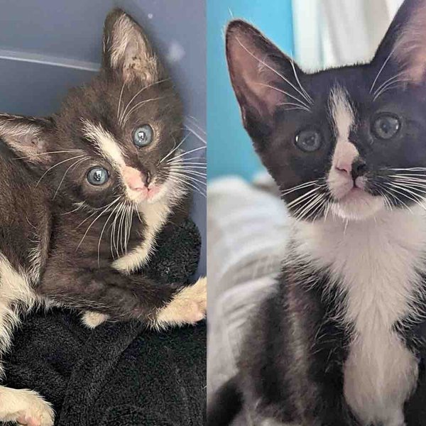 Bus Driver Notices Tiny Cat Stuck in Electric Gate and Helps Give Her a Fresh Start