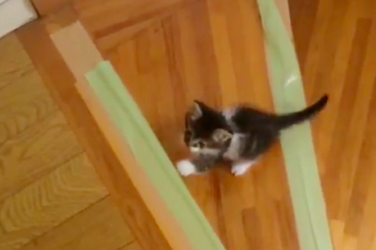 Rescue Kitten Wants to Learn to Climb Stairs, So His Human Helps