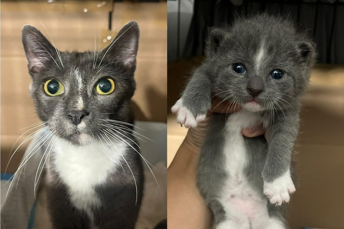 Young Mama Cat Found in a Basement Walks Right Into the Arms of the People Who Saved Her