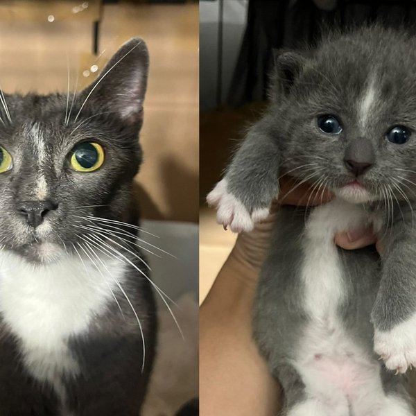 Young Mama Cat Found in a Basement Walks Right Into the Arms of the People Who Saved Her