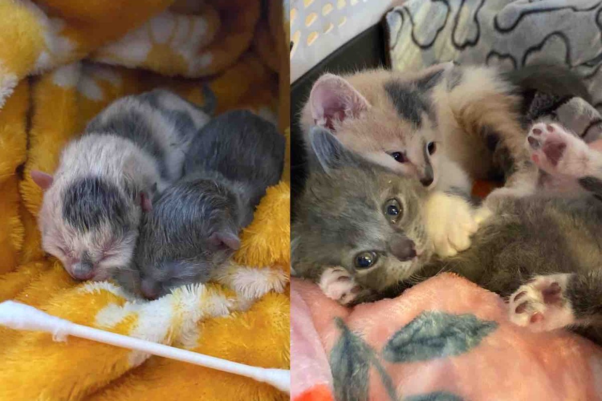 Kittens Spotted on a Family's Doorstep as Newborns Stick Together and Grow into Sweetest Cats