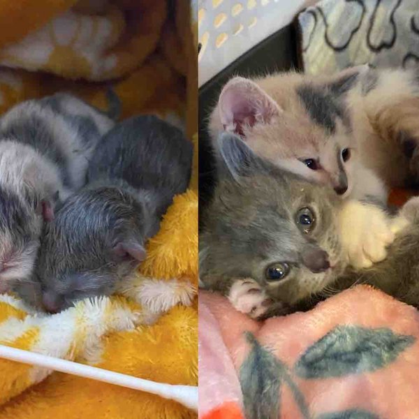 Kittens Spotted on a Family's Doorstep as Newborns Stick Together and Grow into Sweetest Cats