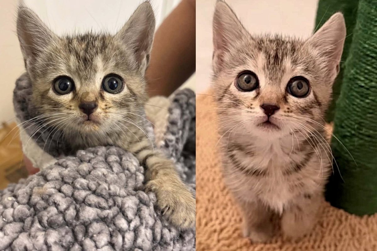 Kitten Trapped in a Storm Drain for Days Finds Safety in a Rescuer's Blanket, Her Life as Indoor Cat Begins