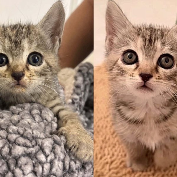 Kitten Trapped in a Storm Drain for Days Finds Safety in a Rescuer's Blanket, Her Life as Indoor Cat Begins