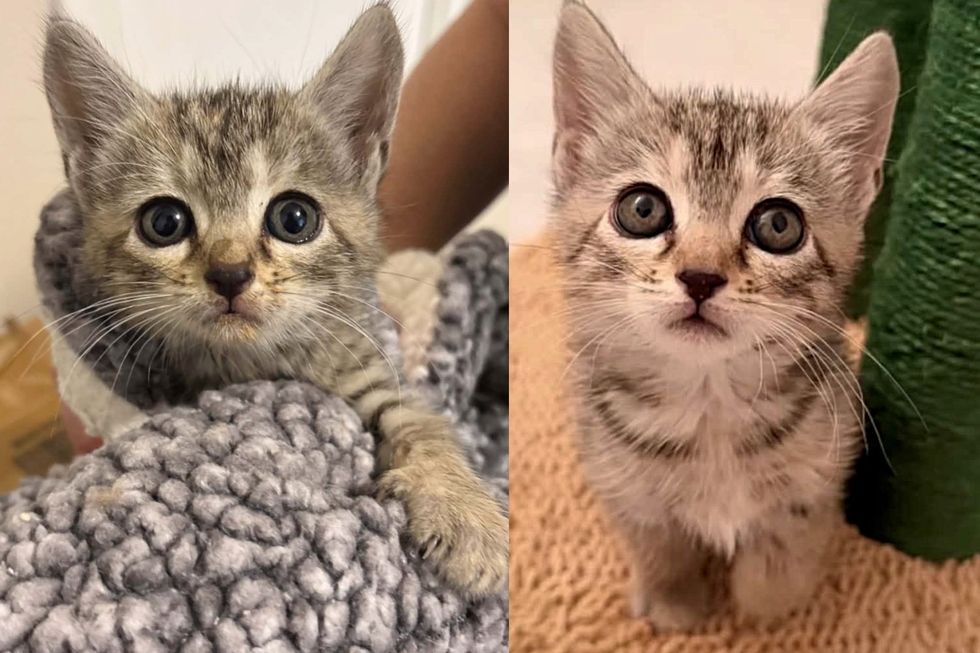 Kitten Trapped in a Storm Drain for Days Finds Safety in a Rescuer's Blanket, Her Life as Indoor Cat Begins