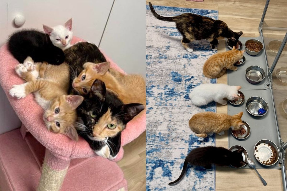 Stray Cat with a Surprise Litter Raised Every Kitten with All She Had, Now Claims a Home of Her Own