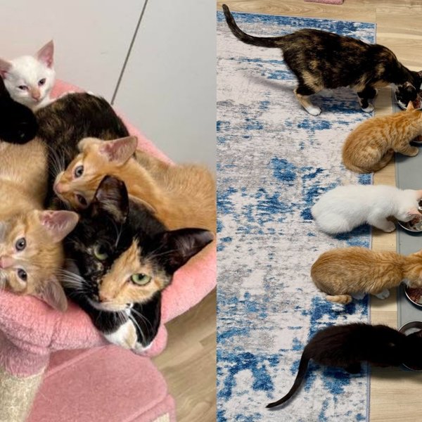Stray Cat with a Surprise Litter Raised Every Kitten with All She Had, Now Claims a Home of Her Own