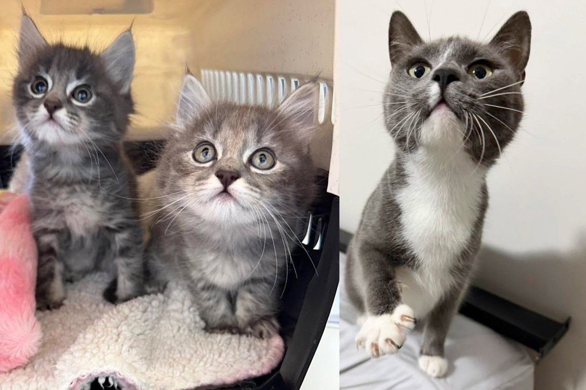 They Took in a Cat and Ended Up Saving 3 Lives, One of the Kittens Proved to Be a Brave Little Soul