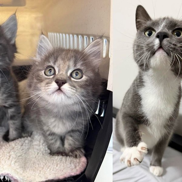 They Took in a Cat and Ended Up Saving 3 Lives, One of the Kittens Proved to Be a Brave Little Soul