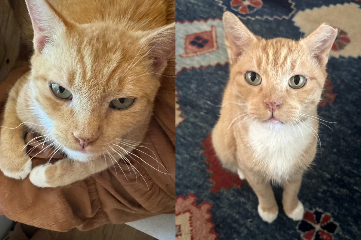 Rescued Orange Cat Leaves His Rough Days Behind, Turns Out to Be the Gentlest Gentleman Once Given a Chance