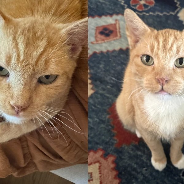 Rescued Orange Cat Leaves His Rough Days Behind, Turns Out to Be the Gentlest Gentleman Once Given a Chance