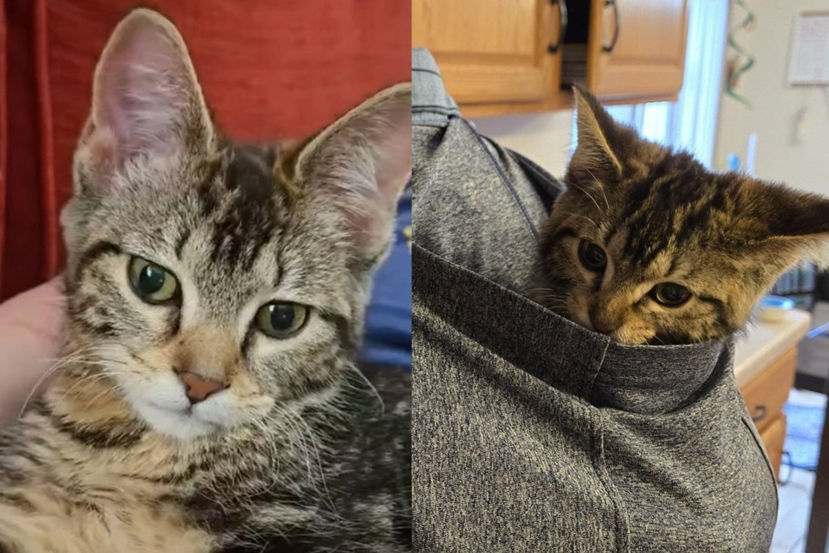 Kitten Who Couldn't Stand on Her Own Arrived at Foster Care and Showed Everyone Nothing Was Going to Stop Her