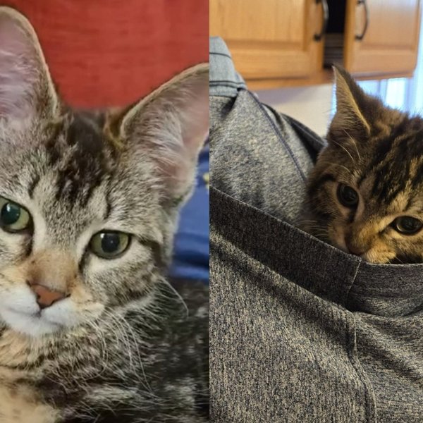 Kitten Who Couldn't Stand on Her Own Arrived at Foster Care and Showed Everyone Nothing Was Going to Stop Her