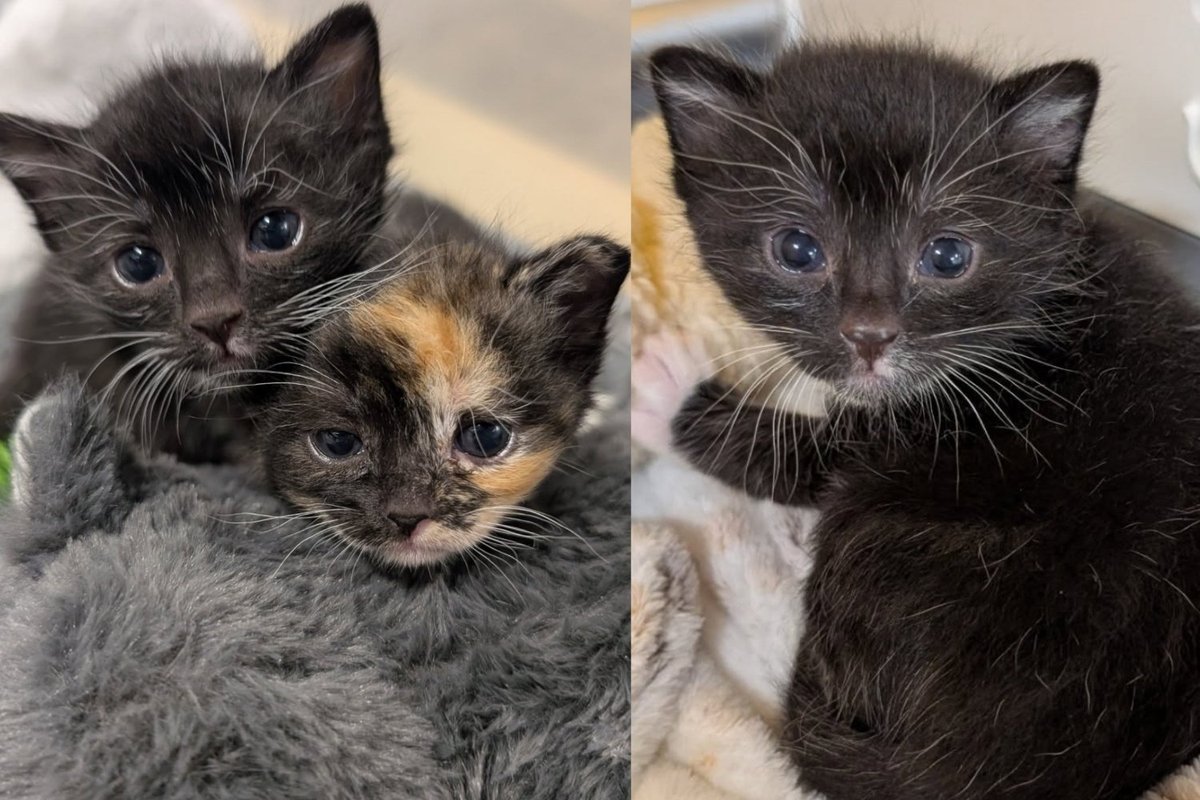 Two Kittens Found Hidden Inside a Cabinet Lost Their Mom, but They Never Lost Each Other