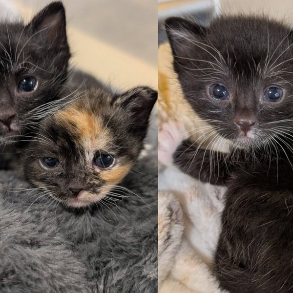 Two Kittens Found Hidden Inside a Cabinet Lost Their Mom, but They Never Lost Each Other