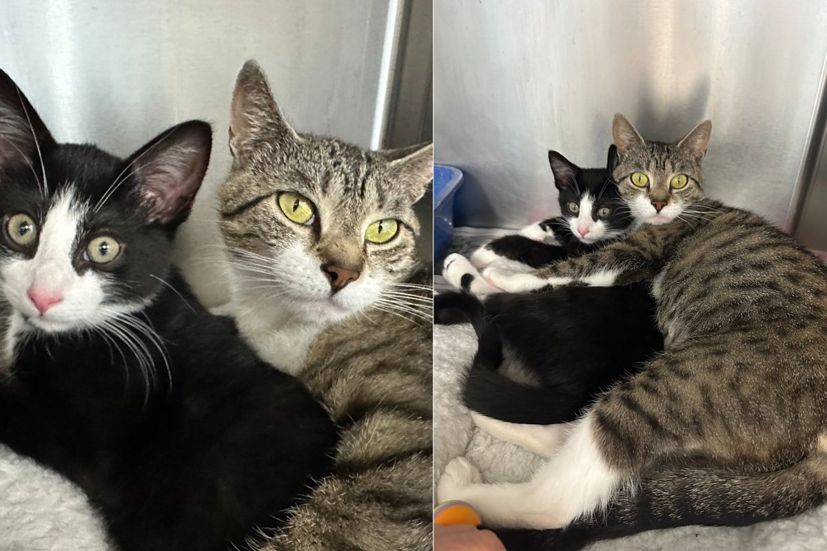 Shelter Planned to Separate This Mom Cat and Her Kitten Until They Saw Something That Changed Everything