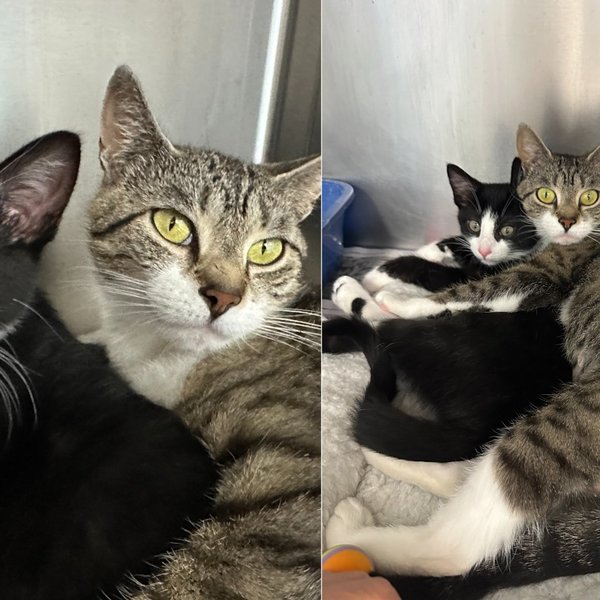 Mom Cat and Her Kitten Arrived at a Shelter Scared but Made It Clear from Day One They Come as a Package Deal