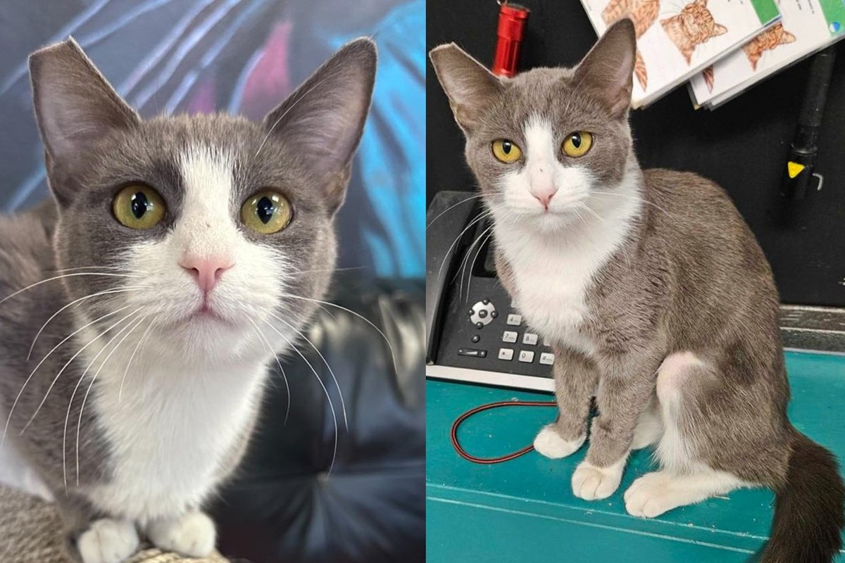 Tiny Cat with a Big Voice Found Her Way to a Rescue and Won't Stay Quiet Until She Finds Her Person