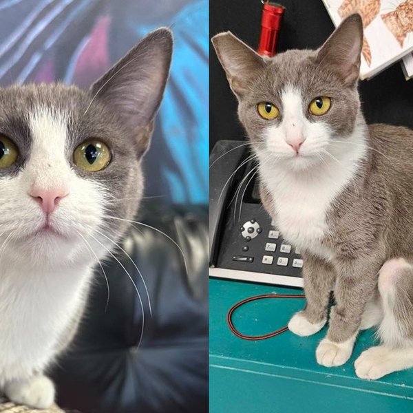 Tiny Cat with a Big Voice Found Her Way to a Rescue and Won't Stay Quiet Until She Finds Her Person