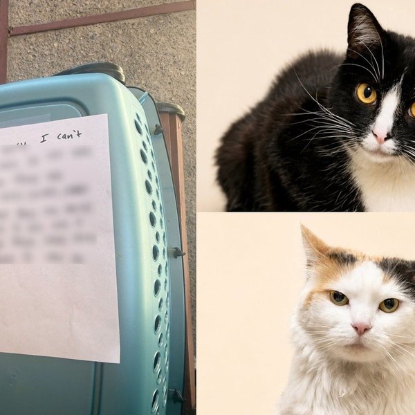 Bonded Cats Abandoned Outside Shelter with Handwritten Note Have Already Decided How Their Story Goes