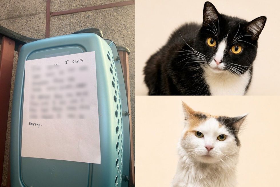 Bonded Cats Abandoned Outside Shelter with Handwritten Note Have Already Decided How Their Story Goes