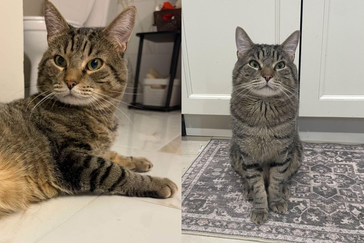 Cat Rescued from Years in a Bird Cage Took Six Months to Learn What Freedom Felt Like and Never Looked Back