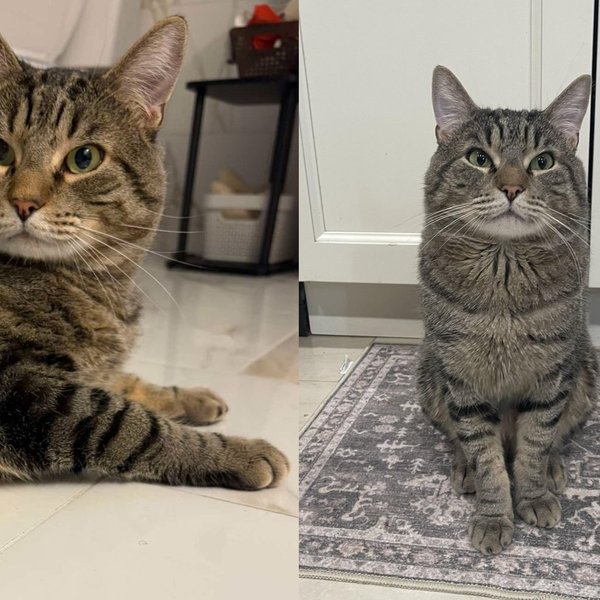 Cat Rescued from Years in a Bird Cage Took Six Months to Learn What Freedom Felt Like and Never Looked Back