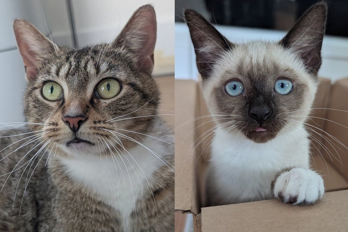 Mama Cat Who Lost All but One of Her Kittens After Rescue Decided She and Her Survivor Were Going to Make It