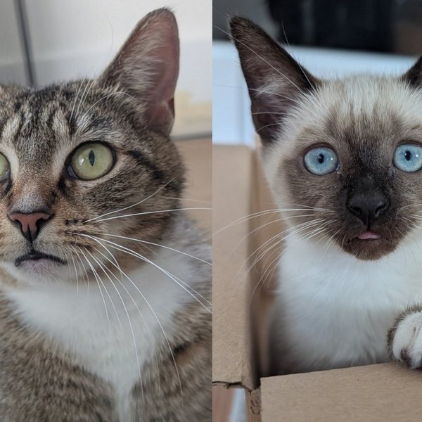 Mama Cat Who Lost All but One of Her Kittens After Rescue Decided She and Her Survivor Were Going to Make It