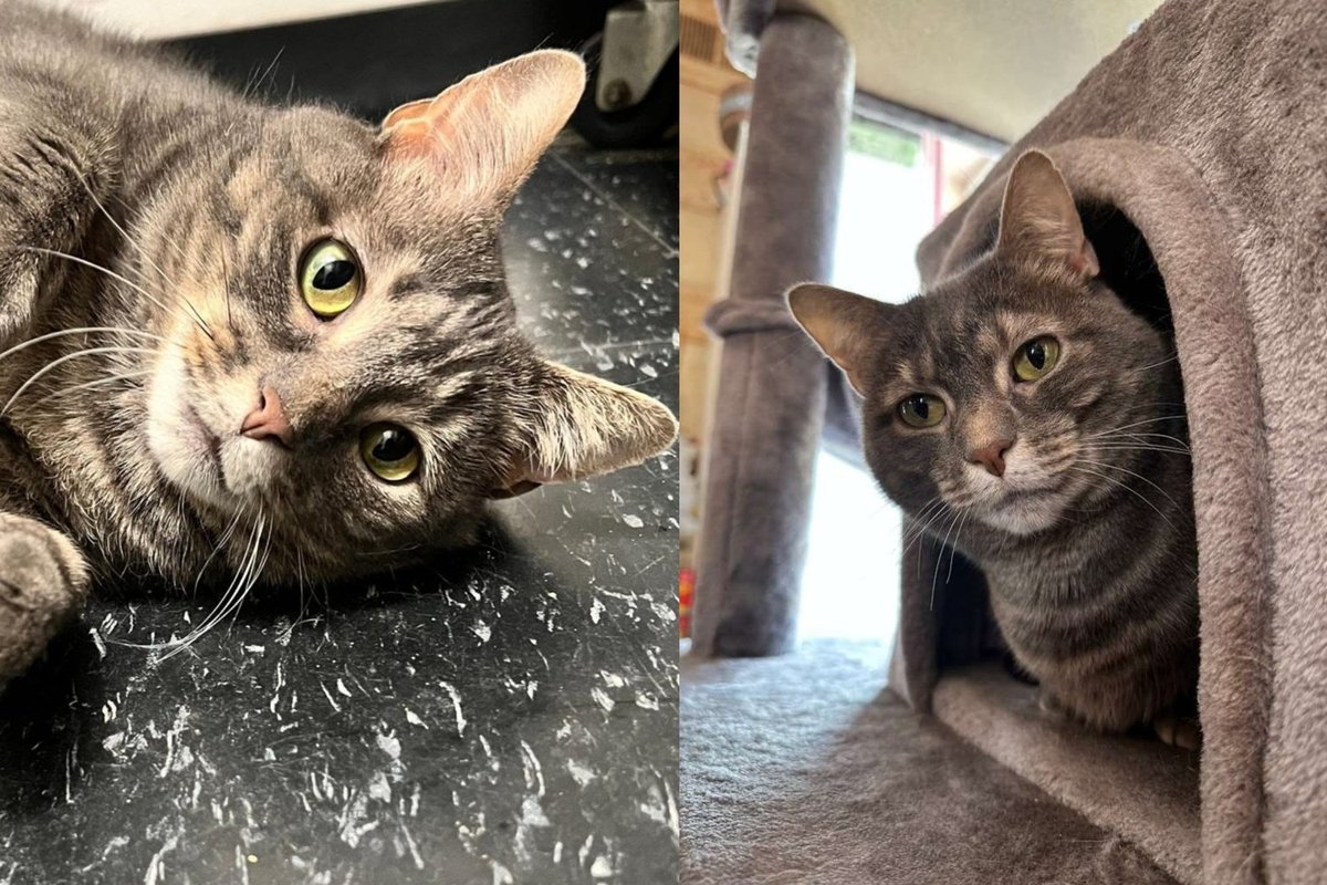 Cat Given One Last Chance Spent Two Years Waiting and Never Stopped Believing She Was Meant to Be Loved