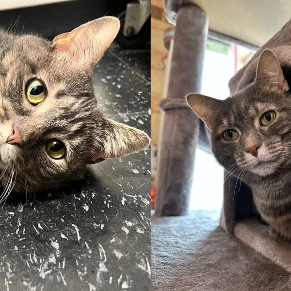 Cat Given One Last Chance Spent Two Years Waiting and Never Stopped Believing She Was Meant to Be Loved
