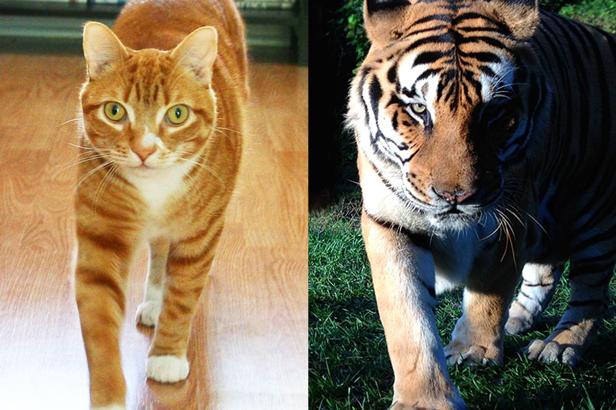 Little Cats Helping BIG Cats!