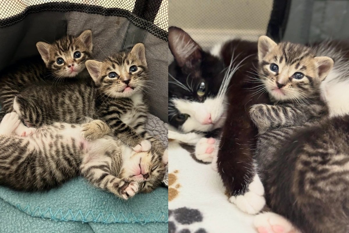 Woman Walks In to Adopt One Kitten and Walks Out with the Mama Cat and All Three of Her Babies