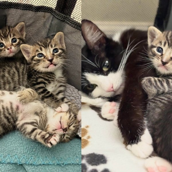 Woman Walks In to Adopt One Kitten and Walks Out with the Mama Cat and All Three of Her Babies