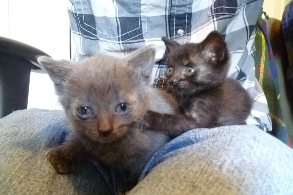 Woman Saves Feral Sisters from Flood Waters and Turns Their Lives Around
