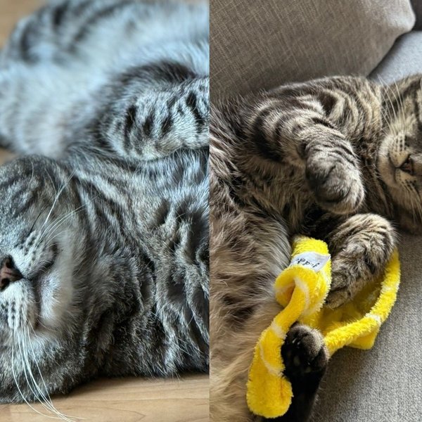 Tabby Cat Left Behind When His Family Moved Away Decides Home Is Worth Believing In Again