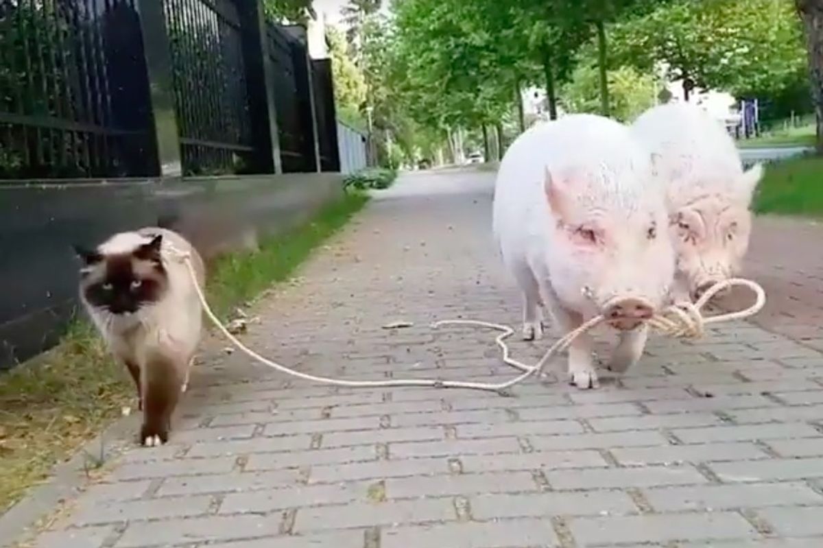 Ragdoll Cat Lets One Guy Walk Him, and Him Alone