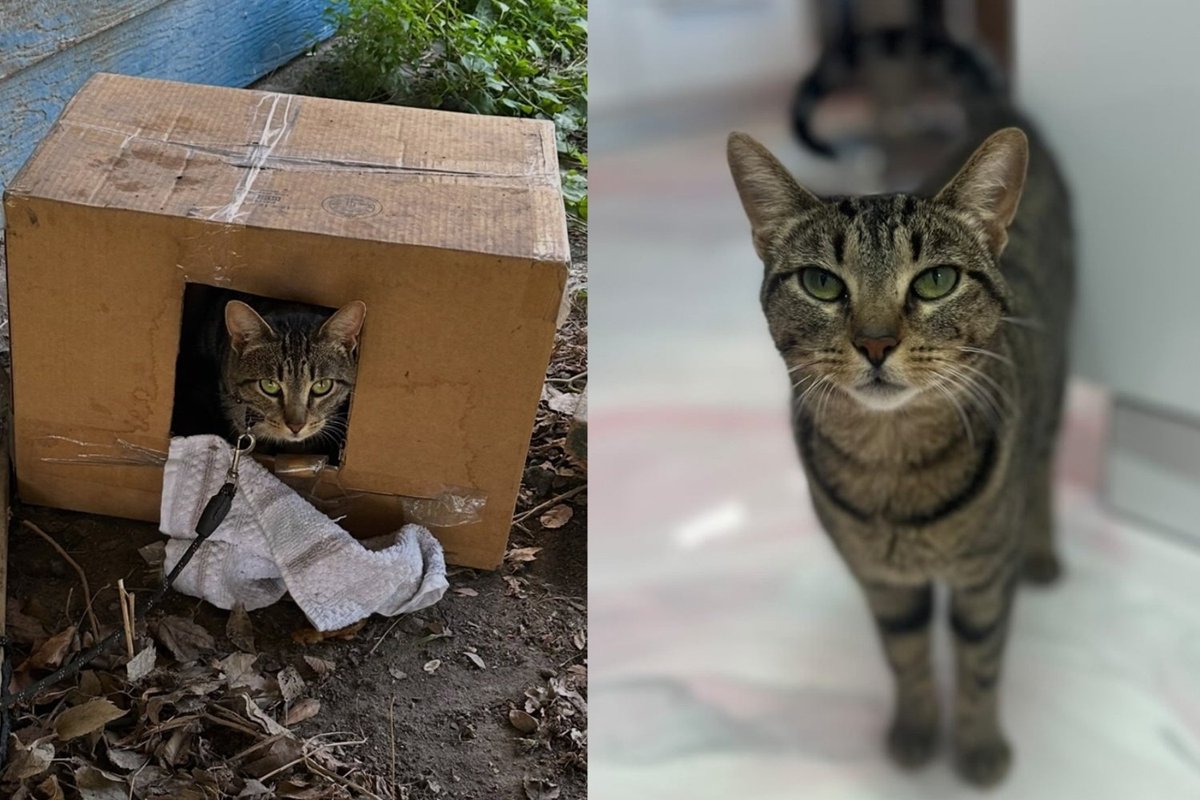 Cat Found Chained Beneath a Porch, Her Microchip Led to Owners Who Never Answered, She Never Looked Back