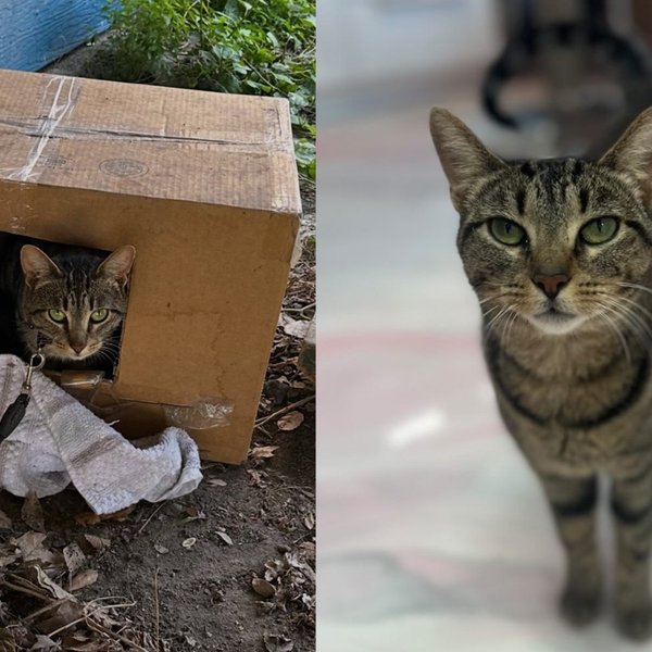 Cat Found Chained Beneath a Porch, Her Microchip Led to Owners Who Never Answered, She Never Looked Back