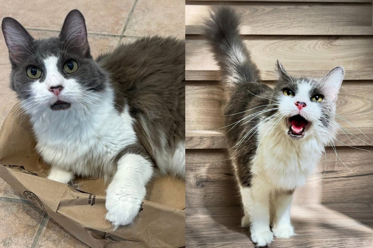 Senior Cat Who Met Her Rescuer with a Hiss Turned Out to Have the Most to Say Once Someone Finally Listened