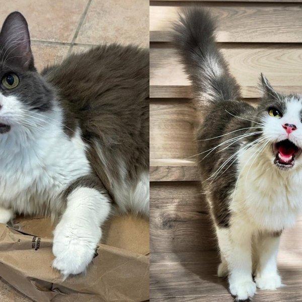 Senior Cat Who Met Her Rescuer with a Hiss Turned Out to Have the Most to Say Once Someone Finally Listened