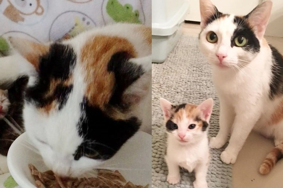 Stray Calico Mama Saved Along with Her 5 Babies, One of Them is 'Mini Mama'
